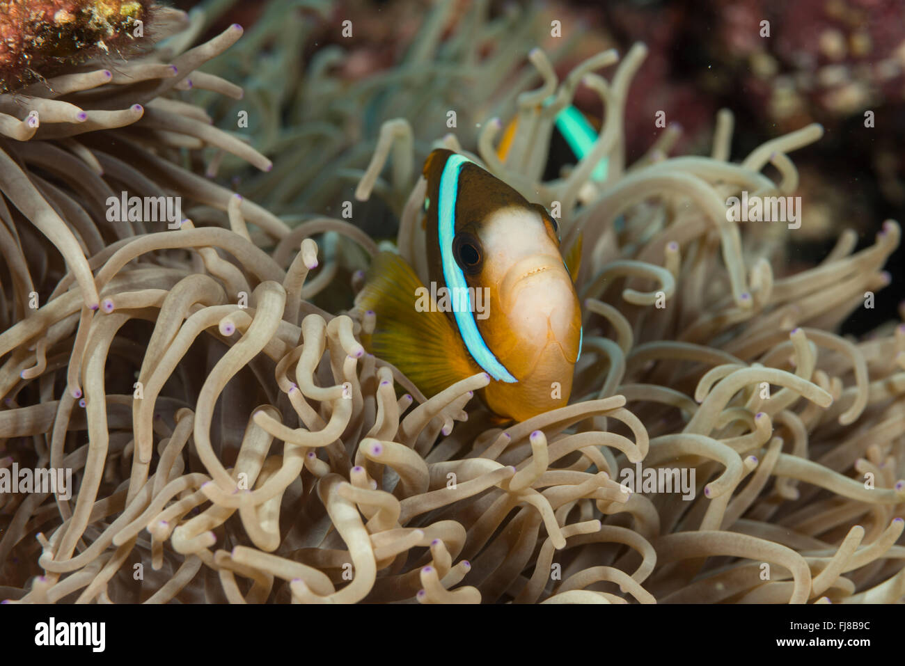 Poisson clown à ailettes d'Orange (Amphiprion chrysopterus) se cachant dans anemone. Banque D'Images