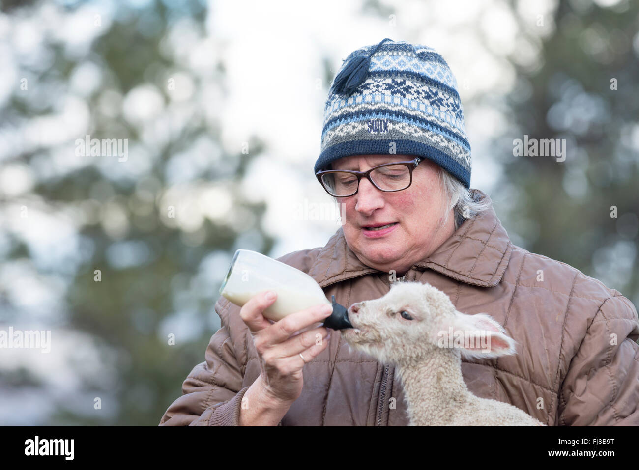 Femme biberon un agneau. Banque D'Images
