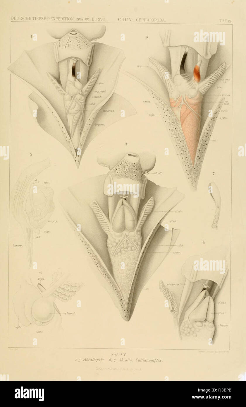 Die Cephalopoden, monographie scientifique sur les céphalopodes, publiée dans le cadre de l'expédition de Valdivia (1898-1899). Banque D'Images