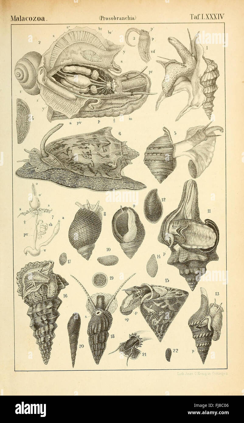 Un ouvrage allemand détaillant les classes et les ordres du règne animal, se concentrant spécifiquement sur les céphalopodes, la classe des mollusques comprenant les calmars et les pieuvres Banque D'Images