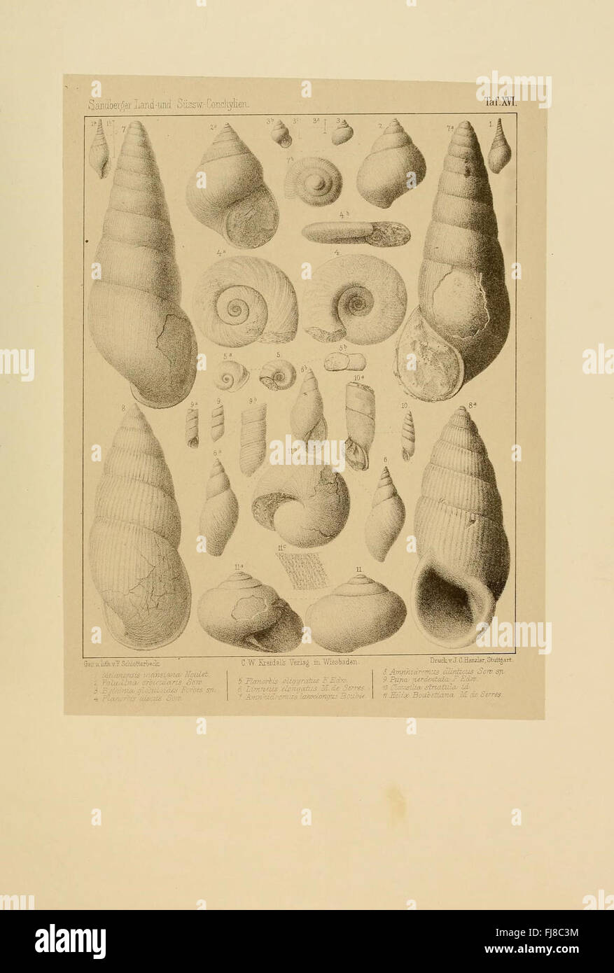 Une étude des mollusques d'eau douce et terrestres de la préhistoire, mettant en valeur des espèces du monde antique dans un contexte paléontologique. Banque D'Images