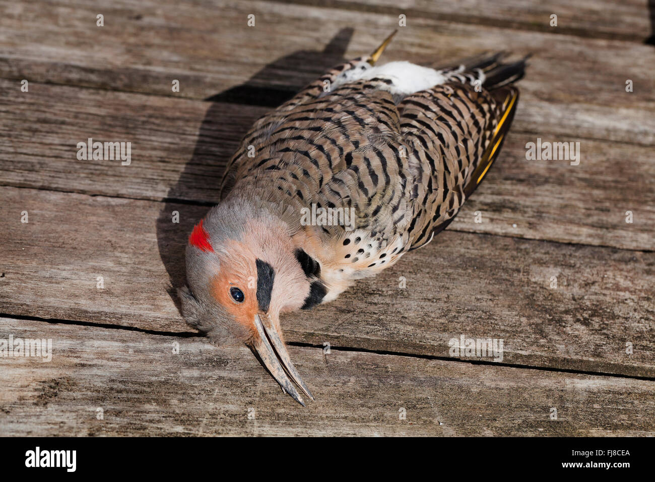 Des oiseaux morts le Pic flamboyant (Colaptes auratus) - Virginia USA Banque D'Images