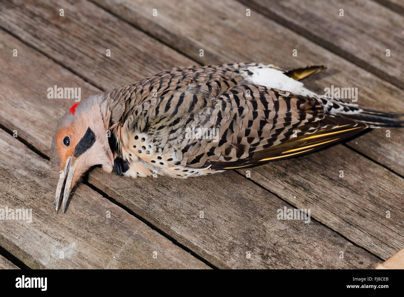 Des oiseaux morts le Pic flamboyant (Colaptes auratus) - Virginia USA Banque D'Images