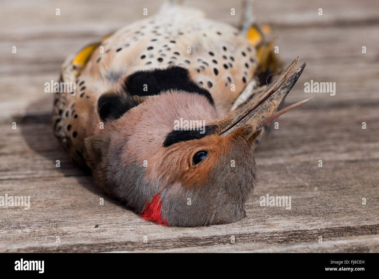 Des oiseaux morts le Pic flamboyant (Colaptes auratus) - Virginia USA Banque D'Images