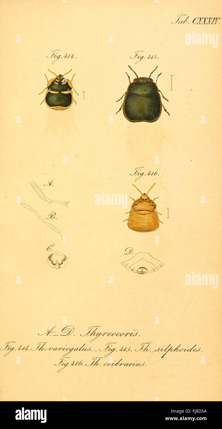 Étude entomologique illustrée sur les vrais insectes (Hemiptera ...