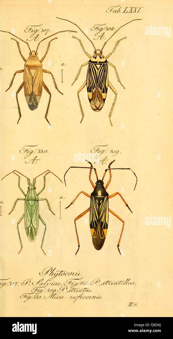 Une illustration de vrais insectes (Hemiptera) avec une identification détaillée et des descriptions de diverses espèces. Banque D'Images