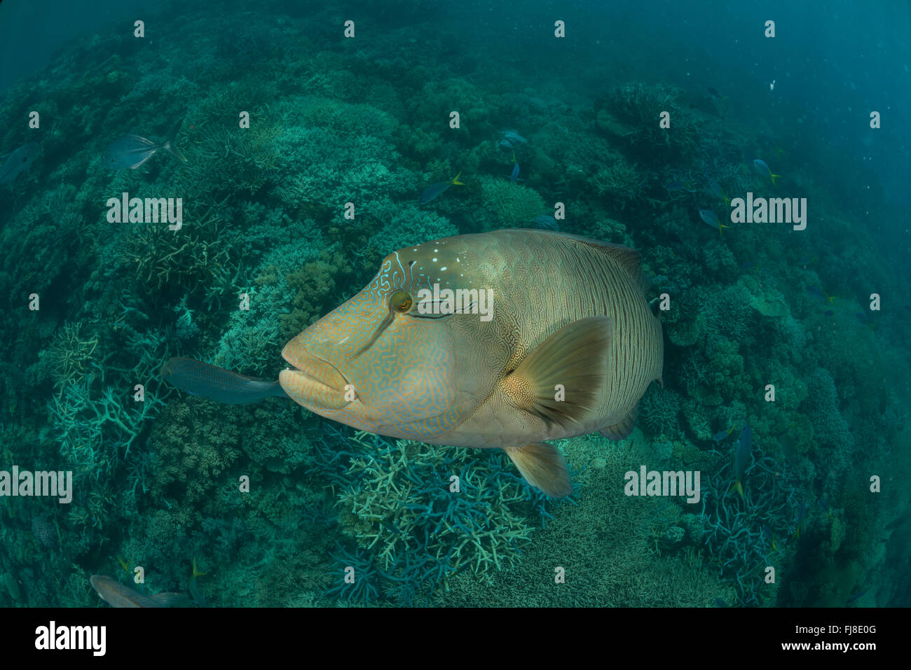 Mâle adulte, le Napoléon (Cheilinus undulatus) dans le récif Banque D'Images