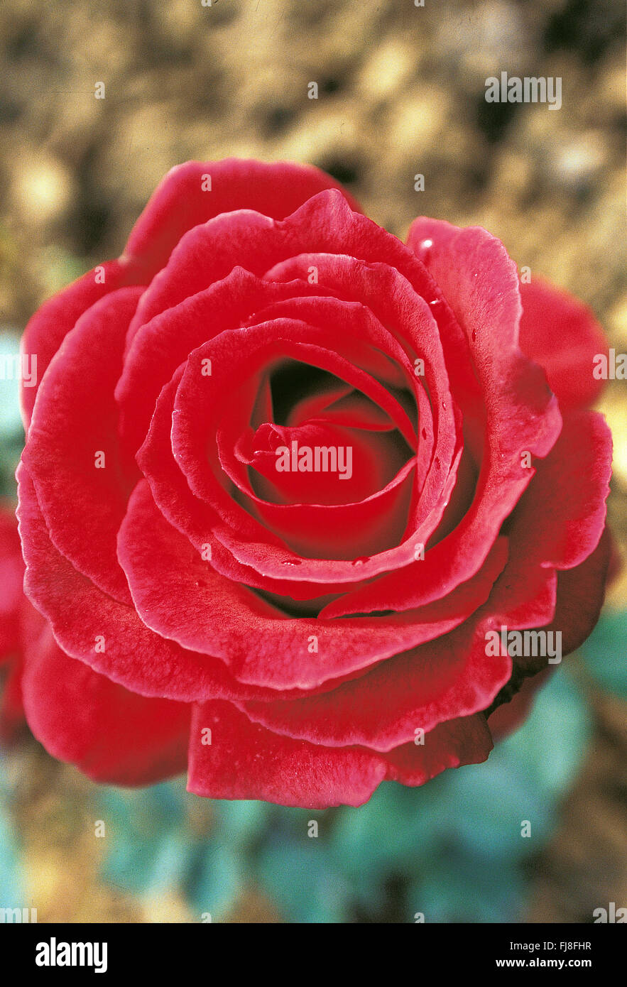 Rose rouge fleur, Inde, Asie Banque D'Images