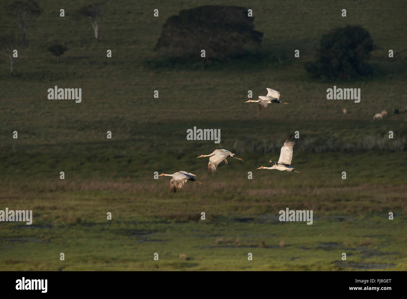 Brolgas s'envoler le matin de Bromfield Swamp. L'Australie a deux grues Brolga Grus rubicunda, la plus rare et Sarus Crane Grus antigone. La Brolga est Guinée est qu'une grue, vivant principalement dans les basses terres Trans-Fly de la Papouasie-Nouvelle-Guinée et de l'Irian Jaya, en Indonésie. Bien que Brolgas ont parfois été enregistrés dans le détroit de Torres, il n'y a apparemment pas de la migration régulière ou croisement entre Guinée et d'Australie Brolgas. La grue Sarus se produit en Inde, Asie du sud-est et en Australie. Des études génétiques indiquent c'est plus de 30 000 ans que les grues Sarus australiens croisés wit Banque D'Images