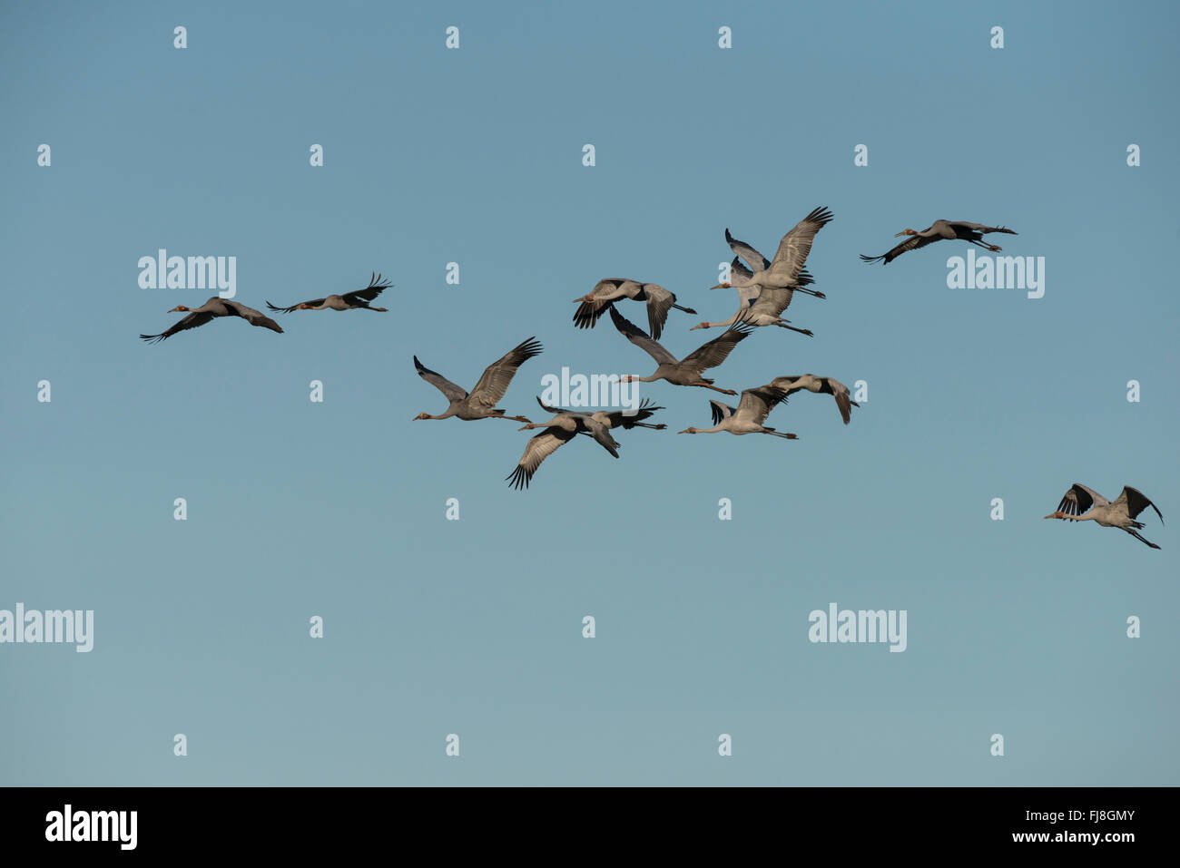 Australian Flying Cranes, à l'atterrissage ou le pâturage sur les terres agricoles de l'Atherton. L'Australie a deux grues Brolga Grus rubicunda, la plus rare et Sarus Crane Grus antigone. La Brolga est Guinée est qu'une grue, vivant principalement dans les basses terres Trans-Fly de la Papouasie-Nouvelle-Guinée et de l'Irian Jaya, en Indonésie. Bien que Brolgas ont parfois été enregistrés dans le détroit de Torres, il n'y a apparemment pas de la migration régulière ou croisement entre Guinée et d'Australie Brolgas. La grue Sarus se produit en Inde, Asie du sud-est et en Australie. Des études génétiques indiquent c'est plus de 30 000 ans Banque D'Images