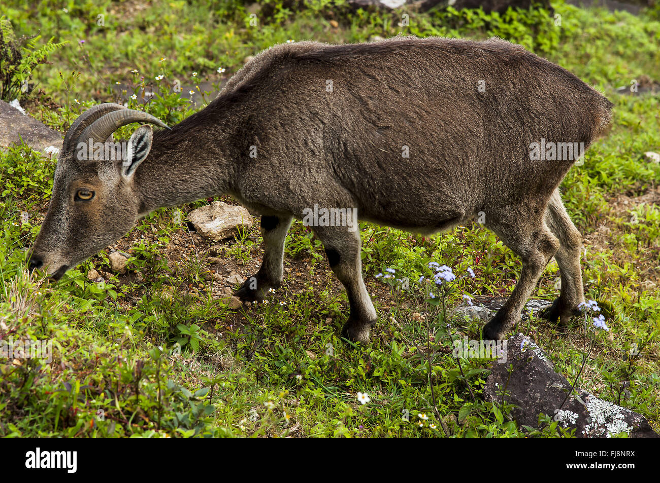 Nilgiri tahr, eravikulam Wildlife Sanctuary, munnar, Kerala, Inde, Asie Banque D'Images