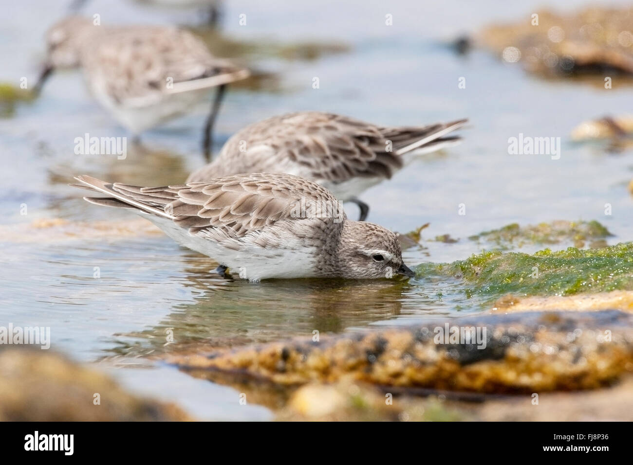 Bécasseau à croupion blanc (Calidris fuscicollis) alimentation adultes sur plage à marée, des îles Malouines Banque D'Images