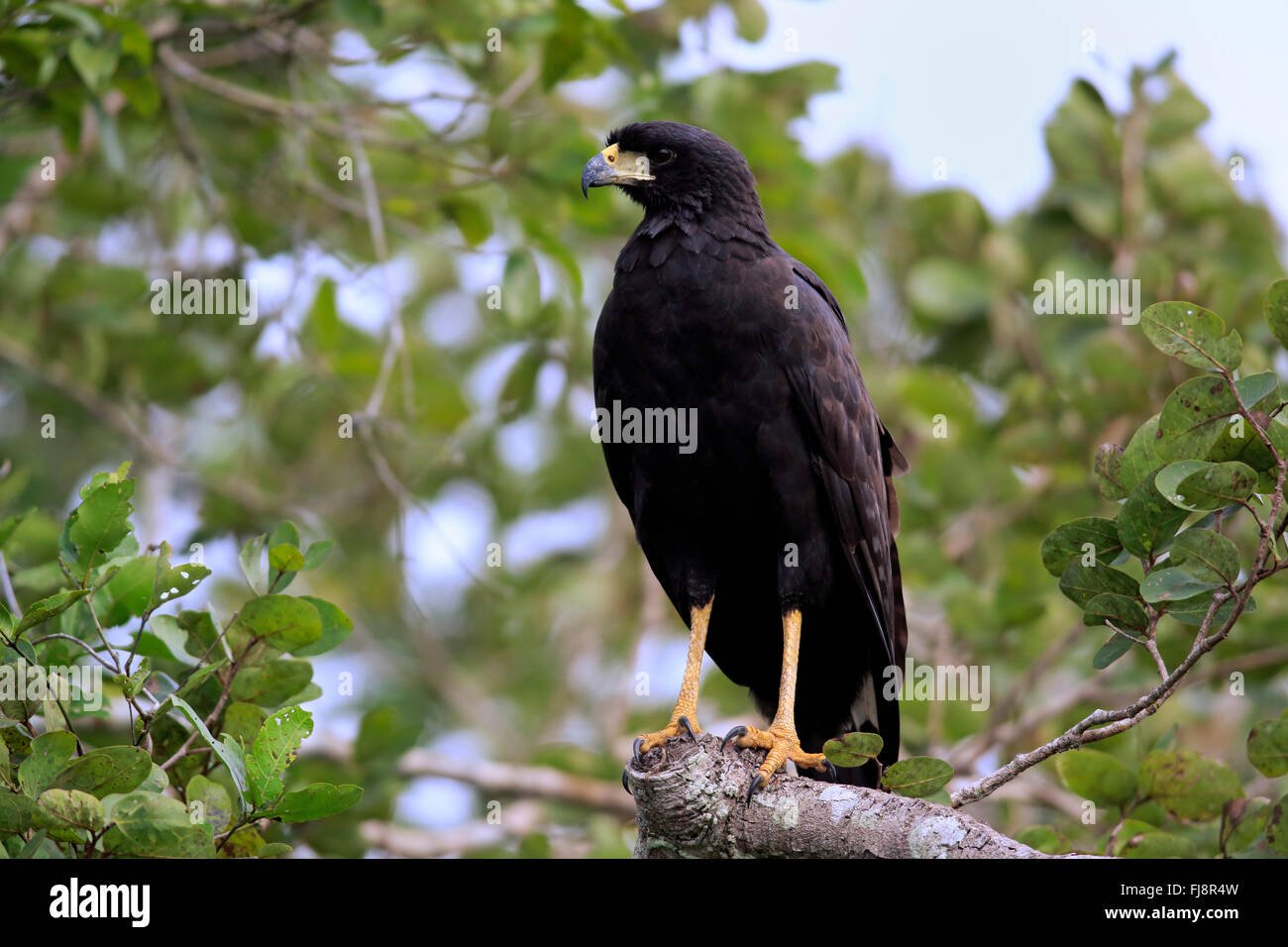 Great Black Hawk, des profils sur l'arbre, Pantanal, Mato Grosso, Brésil, Amérique du Sud / (Buteogallus urubitinga) Banque D'Images