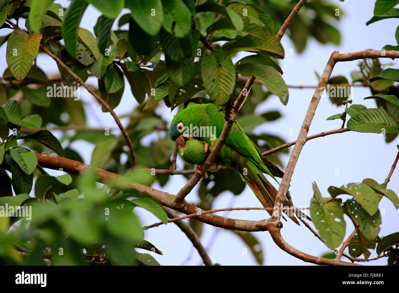 Motmot perruche, des profils sur l'arbre se nourrit de fruits, fig, Pantanal, Mato Grosso, Brésil, Amérique du Sud (Thectocercus acuticaudatus /) Banque D'Images