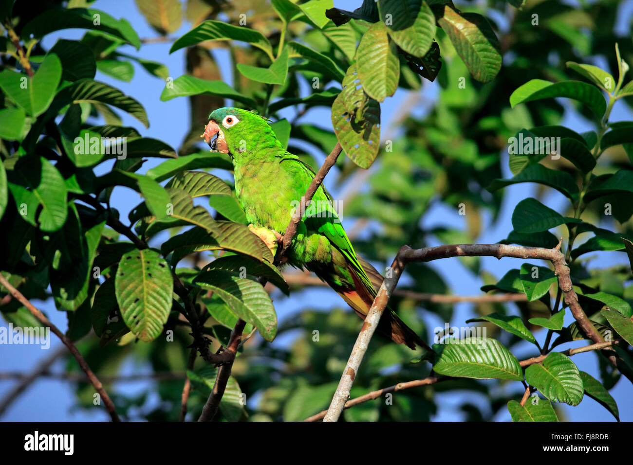 Motmot perruche, des profils sur l'arbre se nourrit de fruits, fig, Pantanal, Mato Grosso, Brésil, Amérique du Sud (Thectocercus acuticaudatus /) Banque D'Images