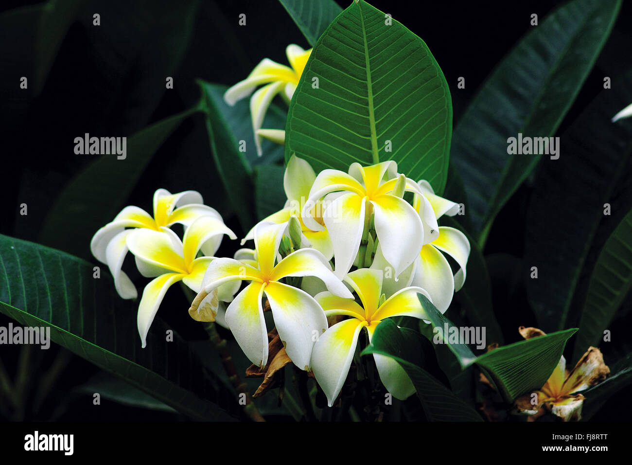 Fleur de frangipanier arbre, Inde, Asie Photo Stock - Alamy