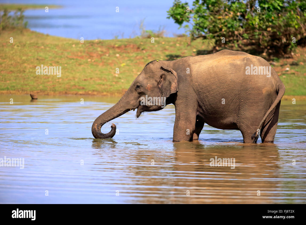 L'éléphant, du Sri Lanka, de l'éléphant d'Asie Nationalpark Udawalawe, Sri Lanka, Asie / (Elephas maximus maximus) Banque D'Images