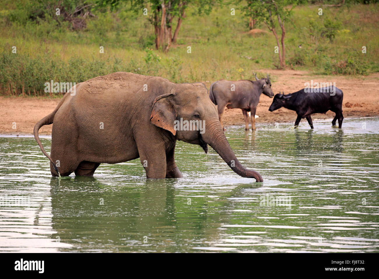 L'éléphant, du Sri Lanka, de l'éléphant d'Asie Nationalpark Udawalawe, Sri Lanka, Asie / (Elephas maximus maximus) Banque D'Images