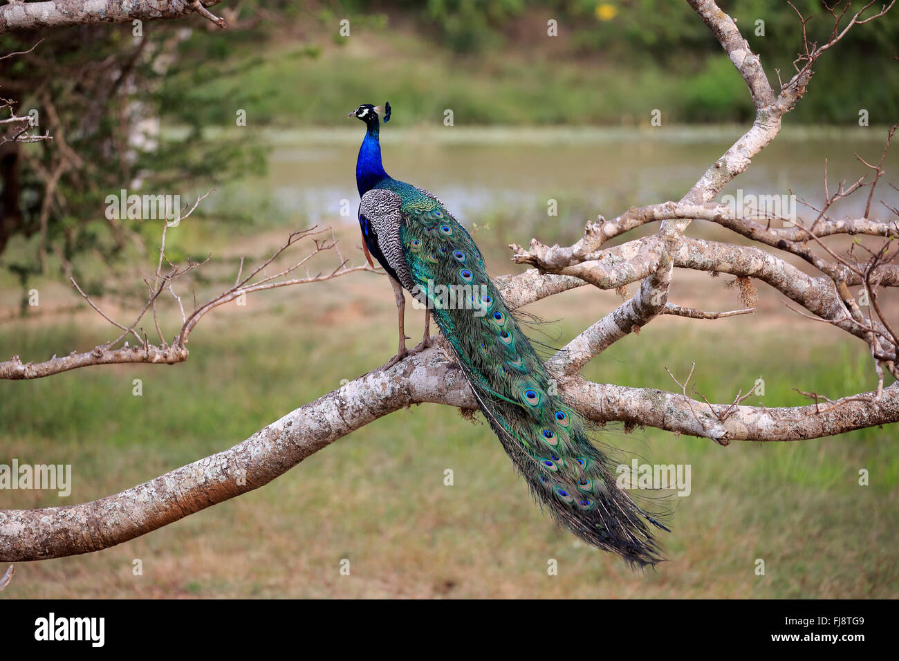 Paons Indiens mâles adultes, sur la branche, le parc national de Bundala, Sri Lanka, Asie / (Pavo cristatus) Banque D'Images