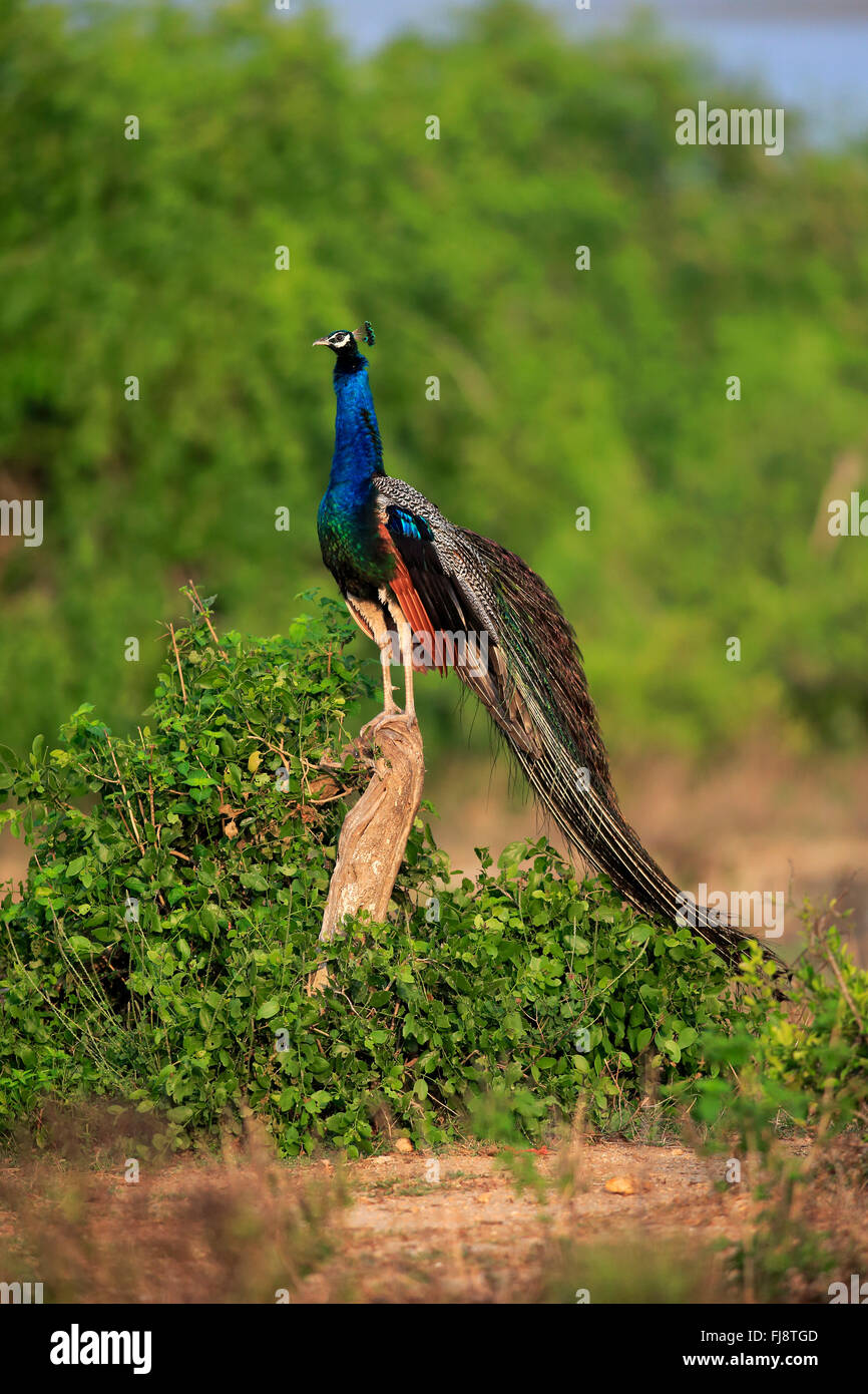 Paons Indiens mâles adultes, sur la branche, le parc national de Bundala, Sri Lanka, Asie / (Pavo cristatus) Banque D'Images
