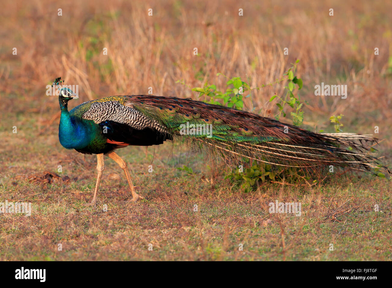 Paons indiens, mâle adulte, le parc national de Bundala, Sri Lanka, Asie / (Pavo cristatus) Banque D'Images