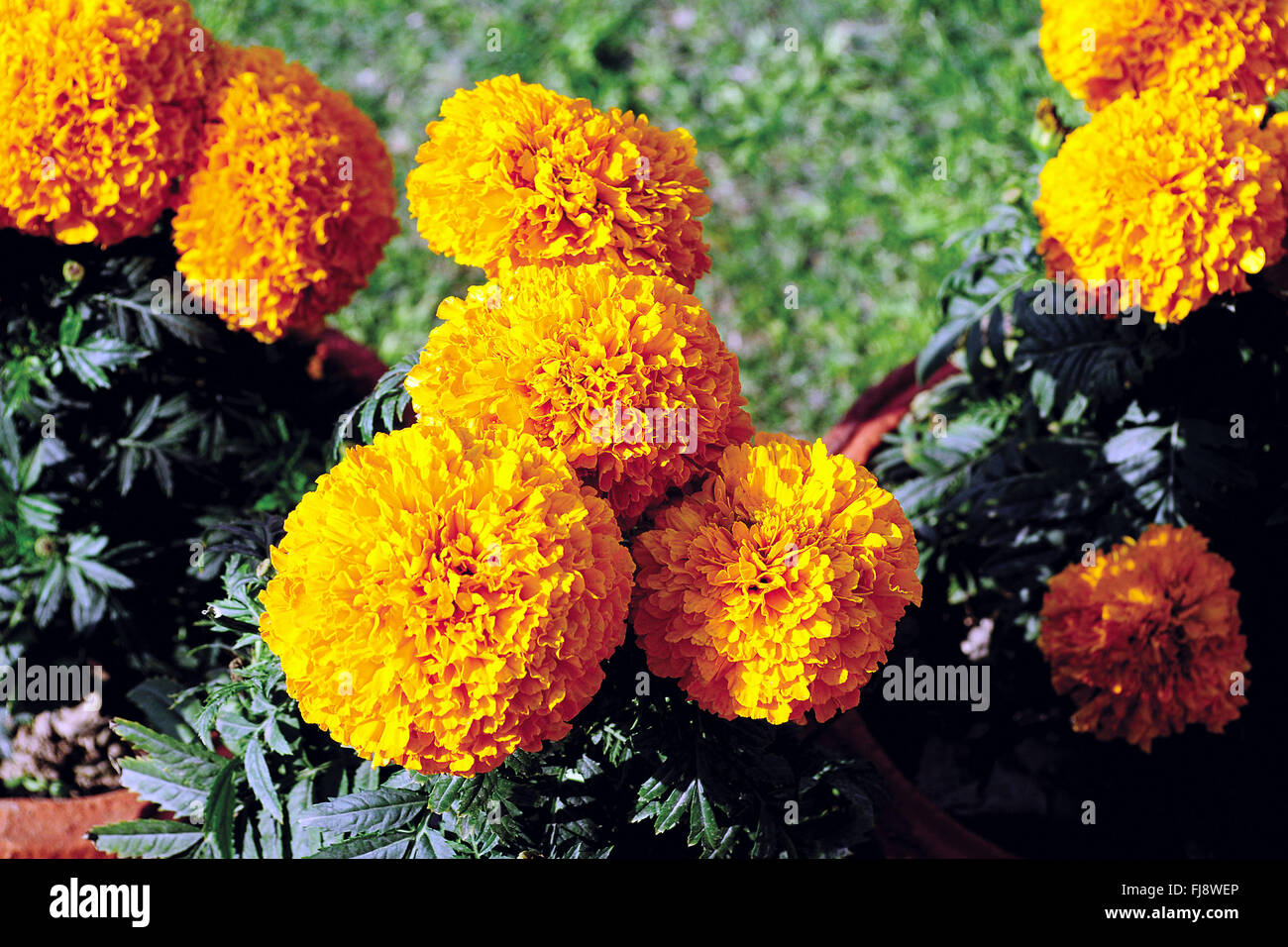 Marigold flower, Inde, Asie Banque D'Images