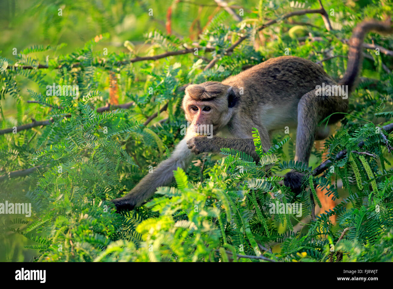 Red Monkey, des profils sur l'alimentation de l'arbre, le parc national de Yala, au Sri Lanka, en Asie / (Macaca sinica) Banque D'Images