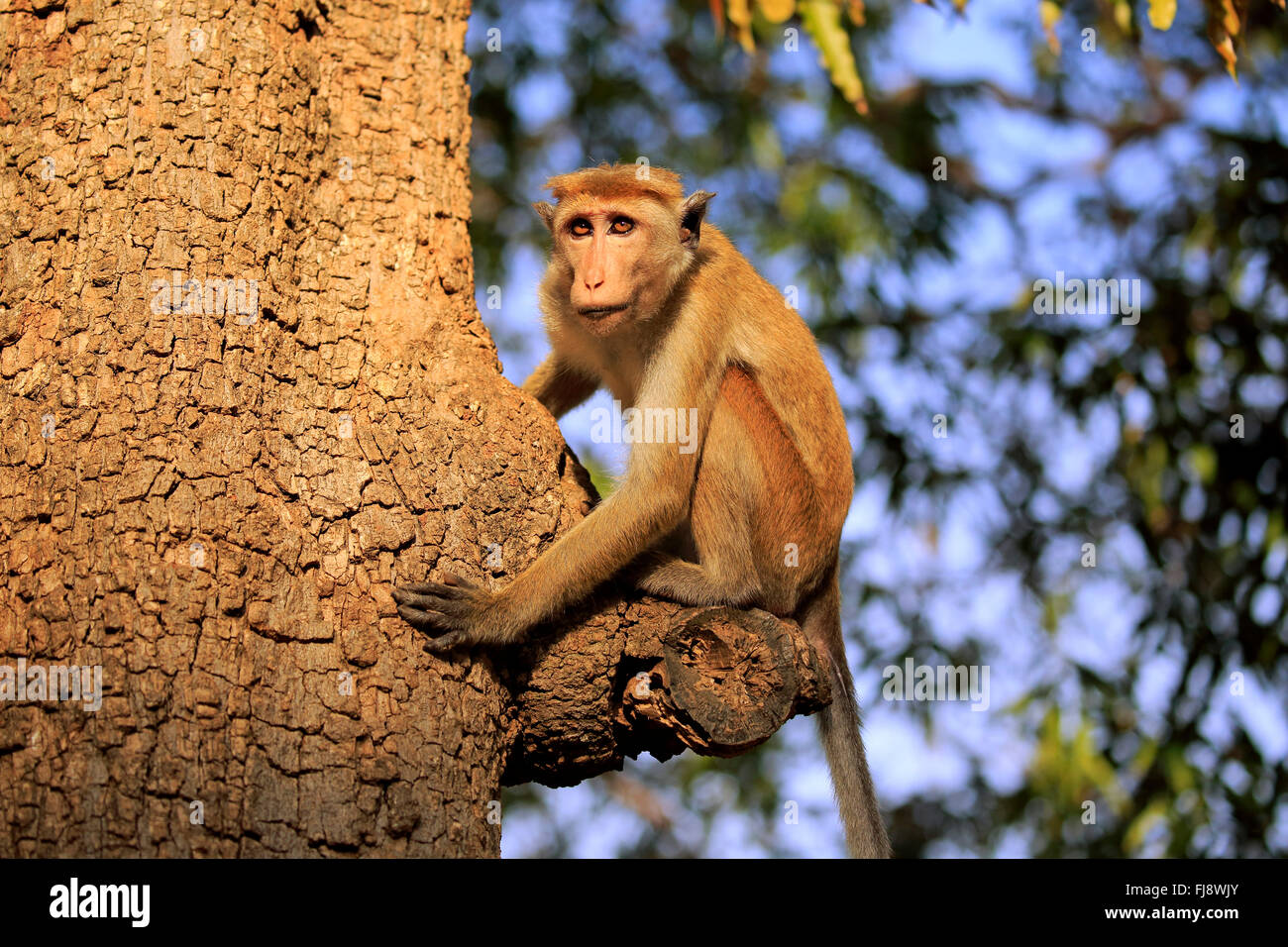Red Monkey, des profils sur l'arbre, alerte Nationalpark Yala, au Sri Lanka, en Asie / (Macaca sinica) Banque D'Images