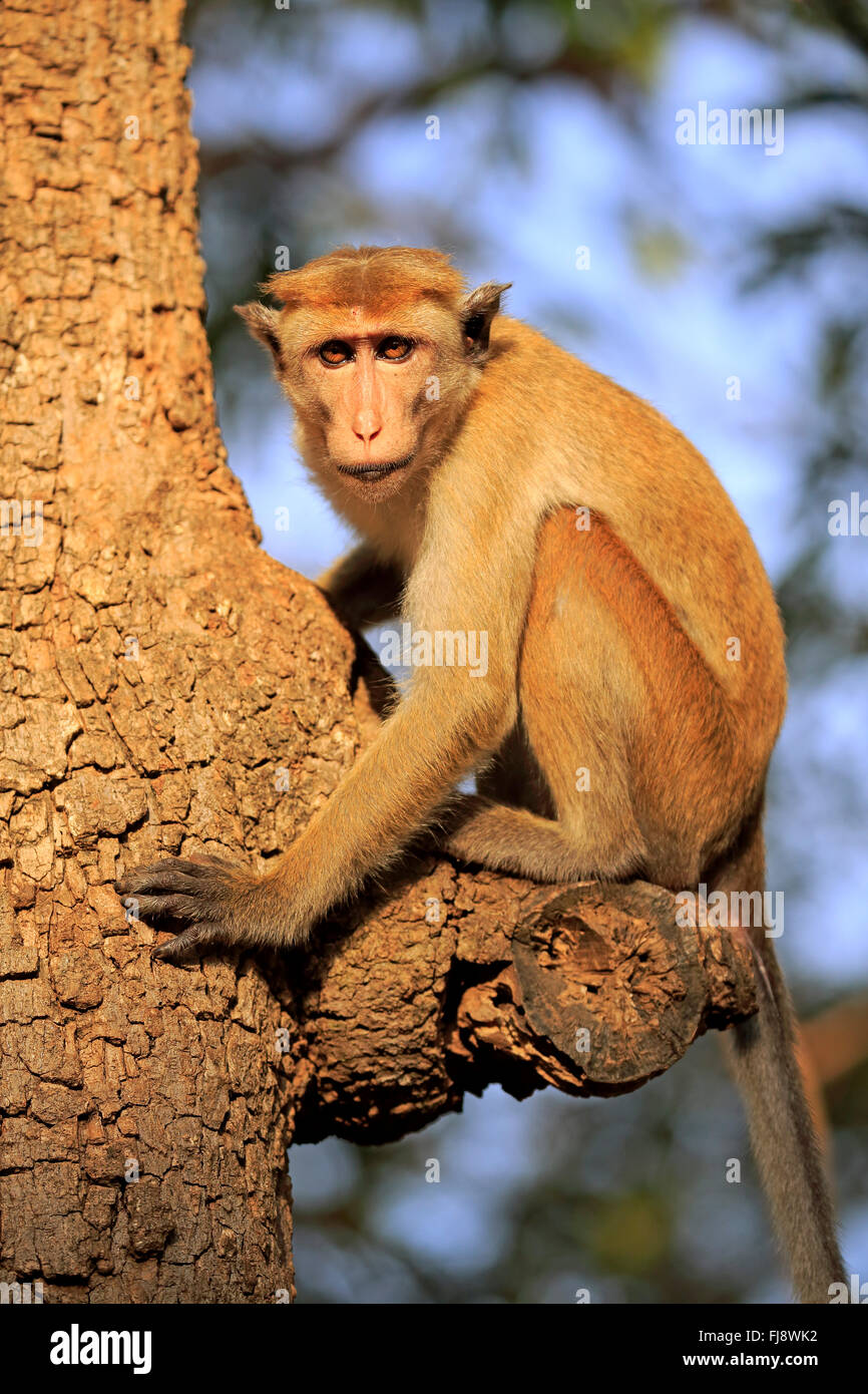 Red Monkey, des profils sur l'arbre, le parc national de Yala, au Sri Lanka, en Asie / (Macaca sinica) Banque D'Images
