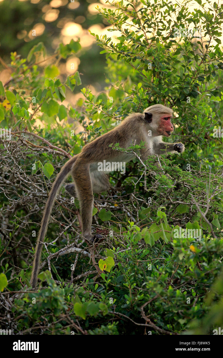 Red Monkey, des profils sur les arbres, le parc national de Yala, au Sri Lanka, en Asie / (Macaca sinica) Banque D'Images