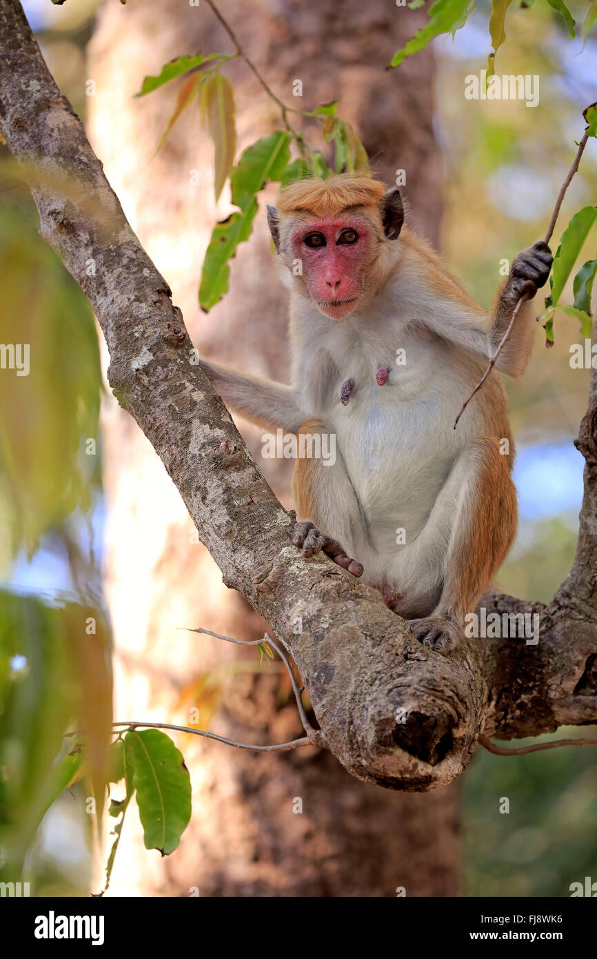 Red Monkey, femme adulte sur l'arbre, le parc national de Yala, au Sri Lanka, en Asie / (Macaca sinica) Banque D'Images