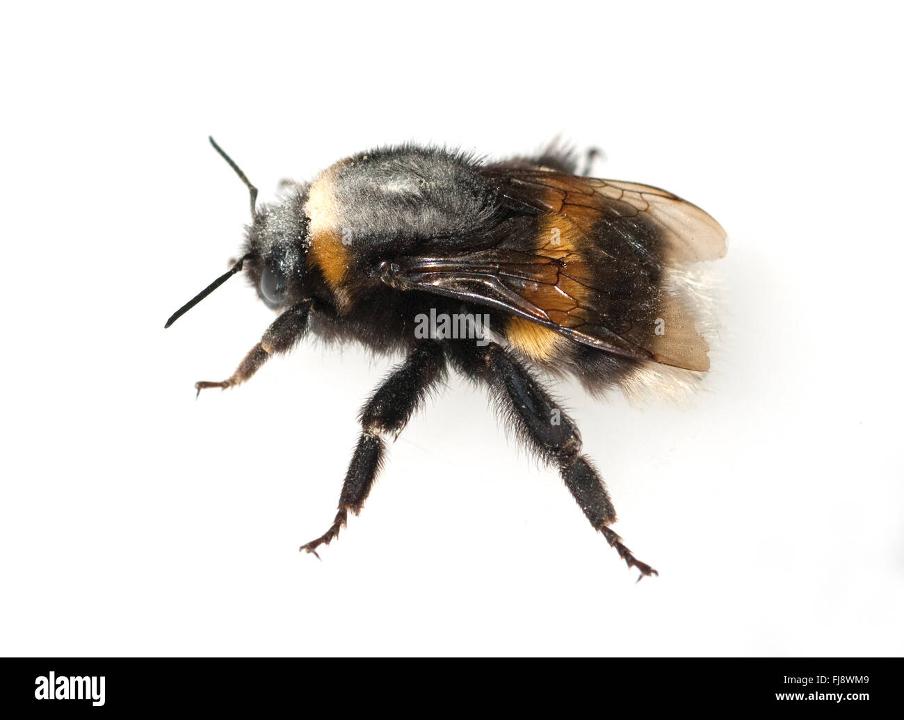 Bombus terrestris ; Erdhummel ; Banque D'Images