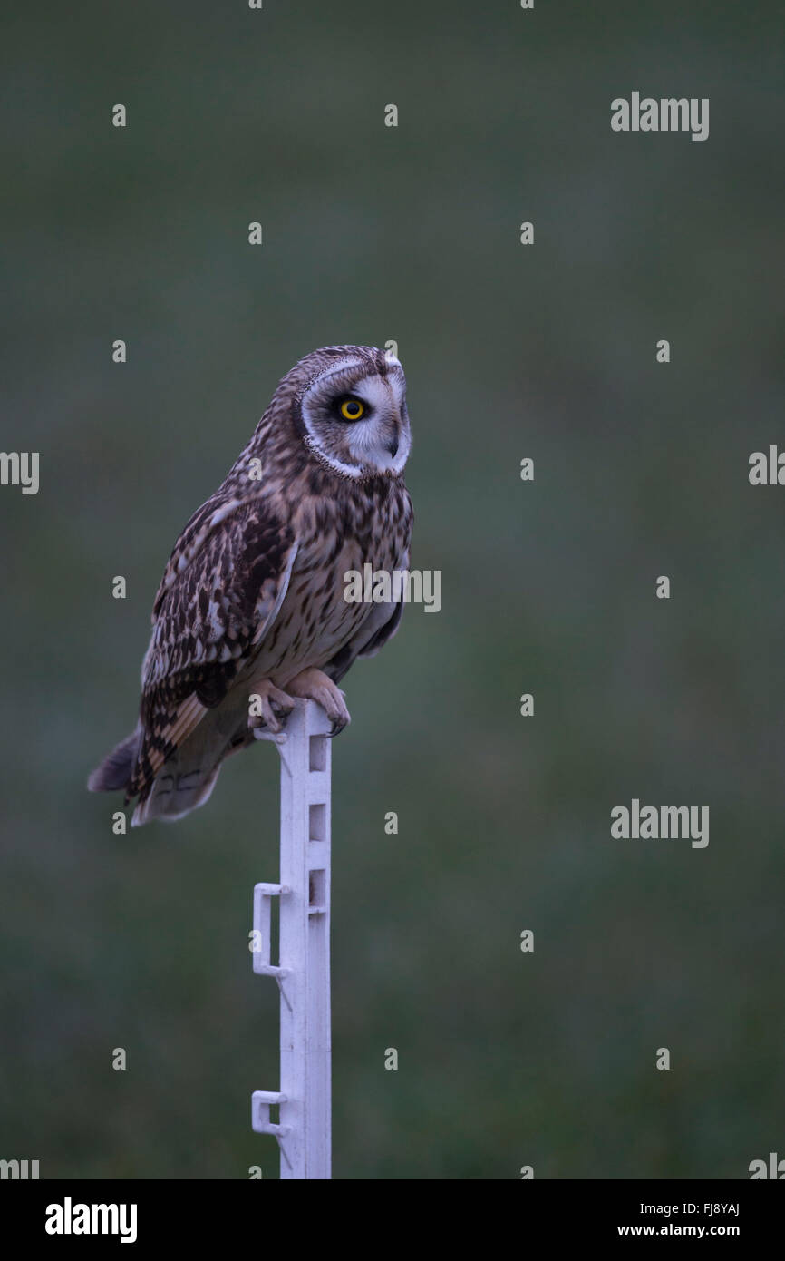 Hibou des marais Asio flammeus / Sumpfohreule ( ) à l'aube dans la région de last twilight, perché sur un vieux poteau de clôture. Banque D'Images