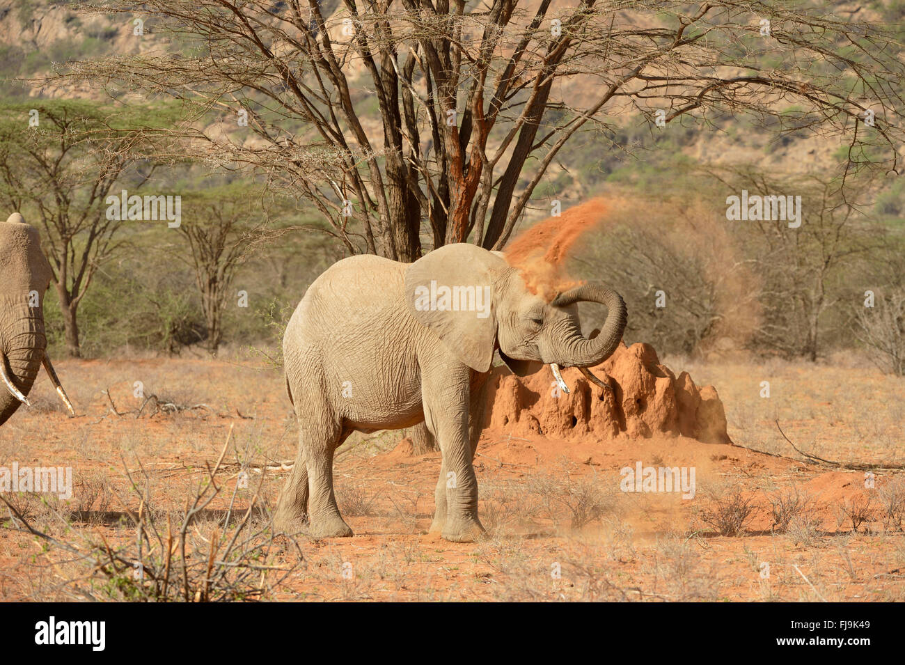 L'éléphant africain (Loxodonta africana) jeter du sable sur le dos avec le tronc, Shaba National Reserve, Kenya, octobre Banque D'Images