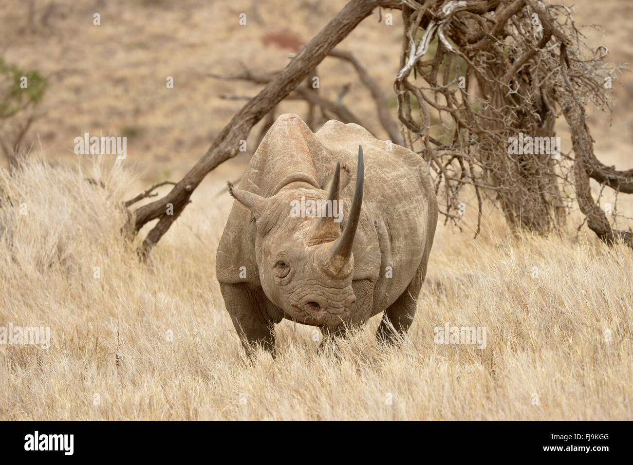 Le Rhinocéros noir (Diceros bicornis) debout dans les prairies sèches, Lewa Wildlife Conservancy, Kenya, octobre Banque D'Images