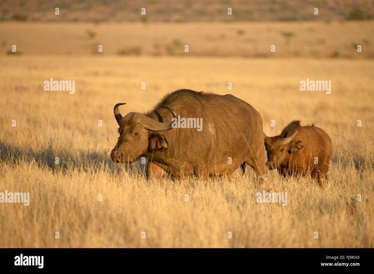 Buffle d'Afrique (Syncerus caffer) femmes marche à travers les prairies sèches, avec la suite de veau, Lewa Wildlife Conservancy, Kenya, O Banque D'Images