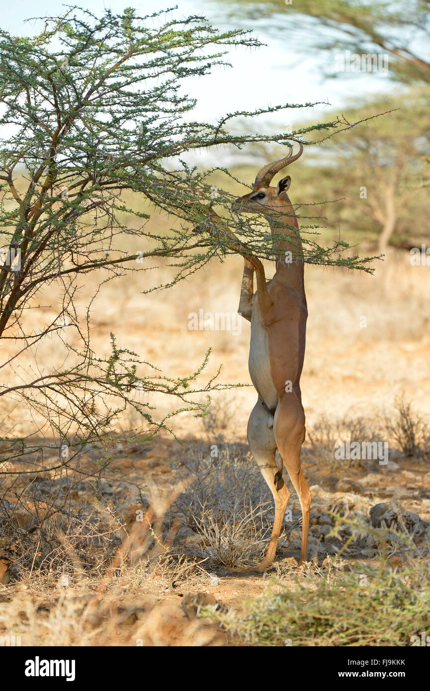 Gerenuk (Litocranius walleri) mâle debout sur ses pattes, se nourrissant d'acacia bush, Shaba National Reserve, Kenya, octobre Banque D'Images