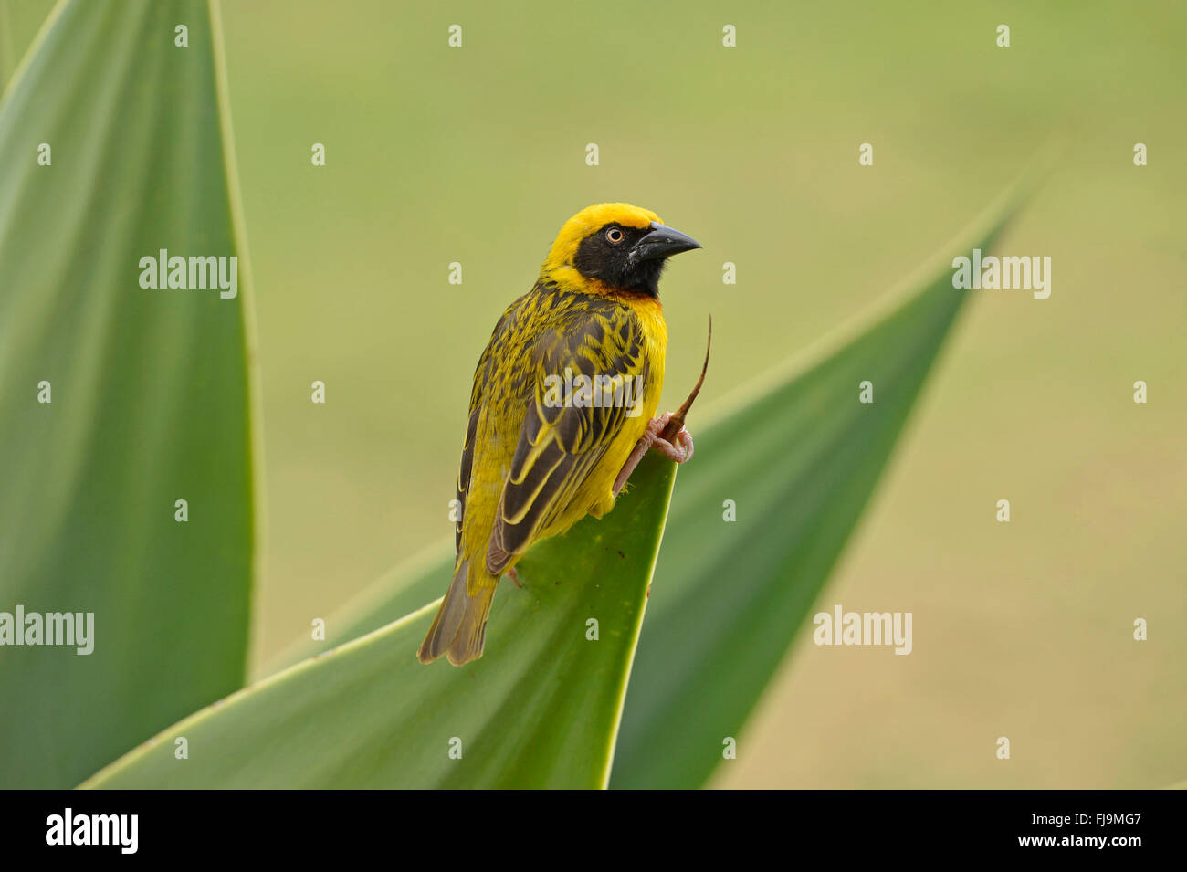 Speke's Weaver (Ploceus spekei) mâle adulte, perché sur feuille d'aloès, Lewa Wildlife Reserve, Kenya, octobre Banque D'Images