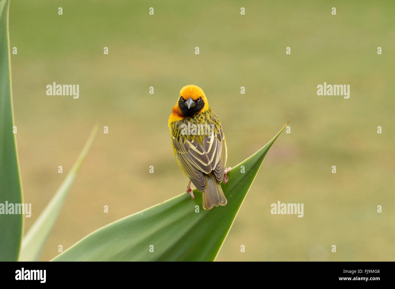 Speke's Weaver (Ploceus spekei) mâle adulte, perché sur feuille d'aloès, Lewa Wildlife Reserve, Kenya, octobre Banque D'Images