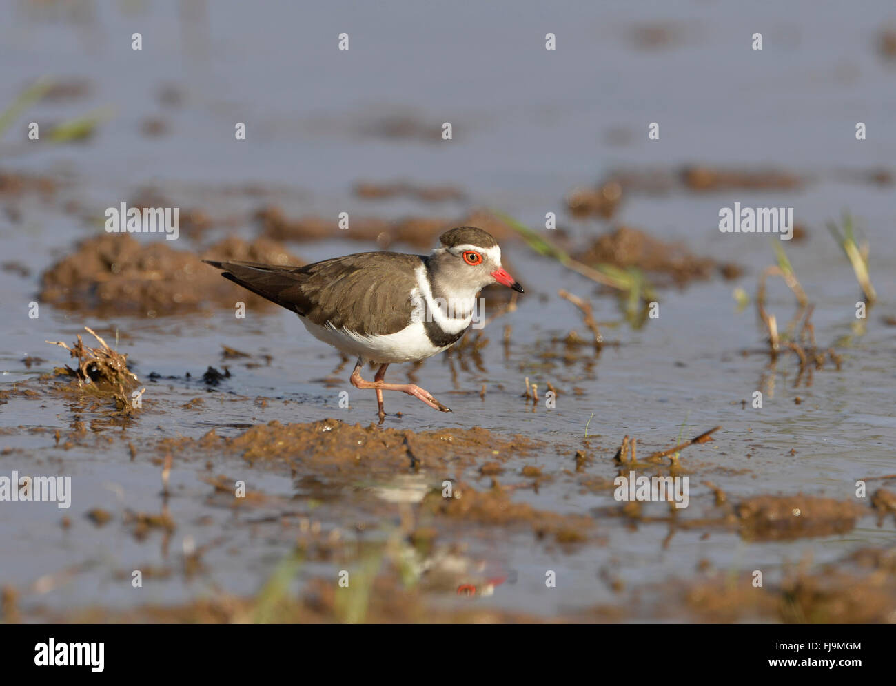 Trois-banded Plover (Charadrius tricollaris) balades adultes par l'eau et la boue, Shaba National Reserve, Kenya, octobre Banque D'Images