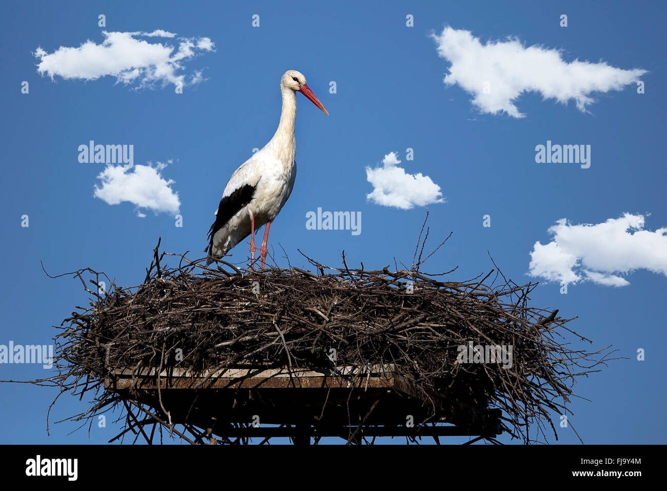 Cigogne blanche dans le nid sur un ciel bleu Banque D'Images