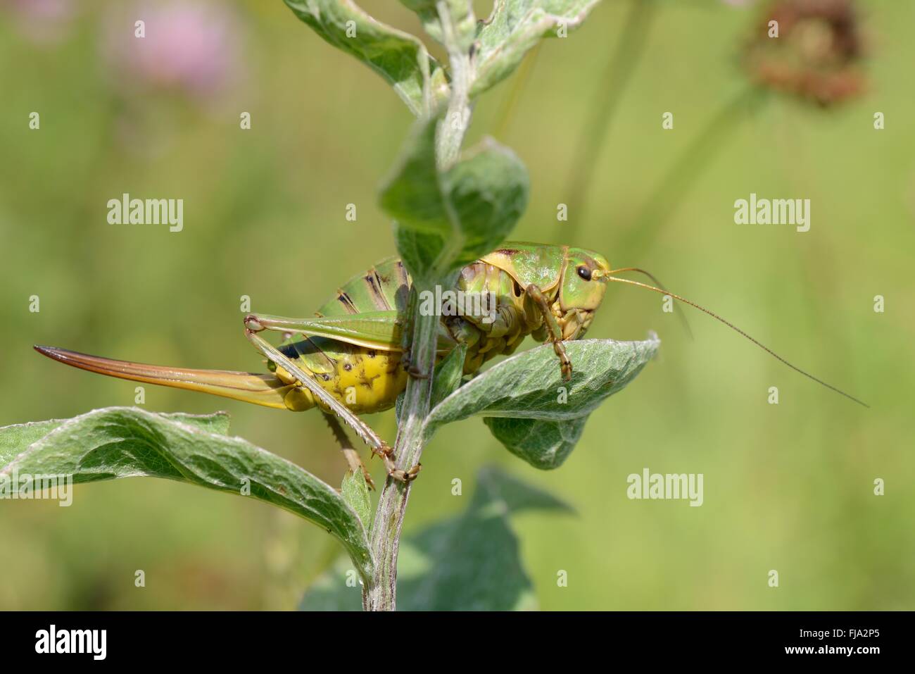 La montagne des Balkans cricket (Psorodonotus fieberi) dans une prairie de fleurs alpines à 1600m, Sutjeska Park, Bosnie-Herzégovine, juillet. Banque D'Images