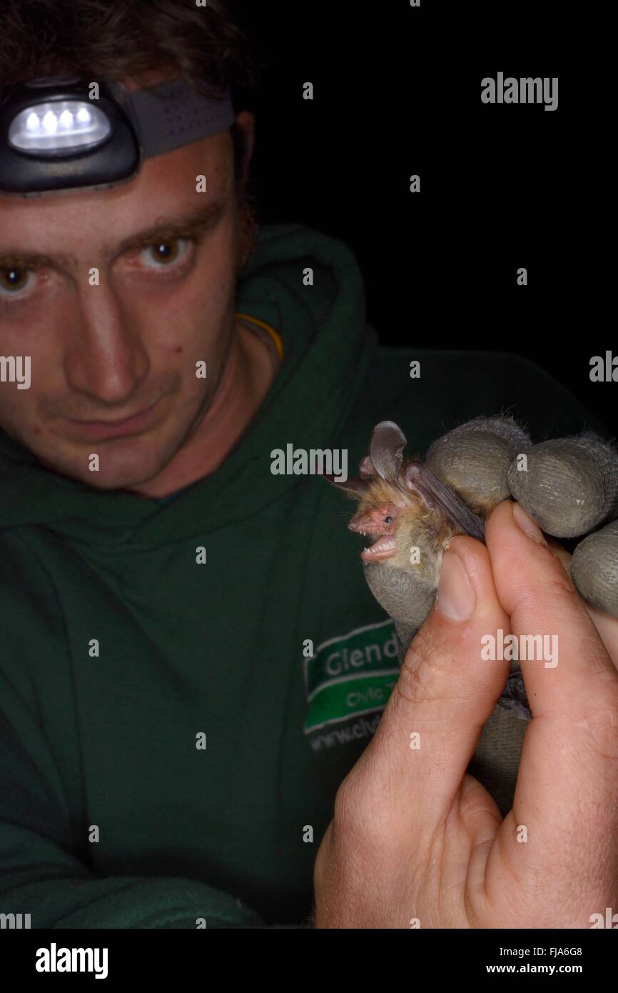 James Shipman inspecte un Bechstein's bat (Myotis bechsteinii), un rare, des espèces d'anciens bois au Royaume-Uni. Banque D'Images