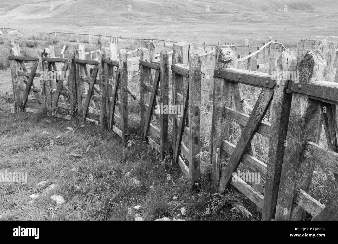 Rangée de moutons gates Banque D'Images