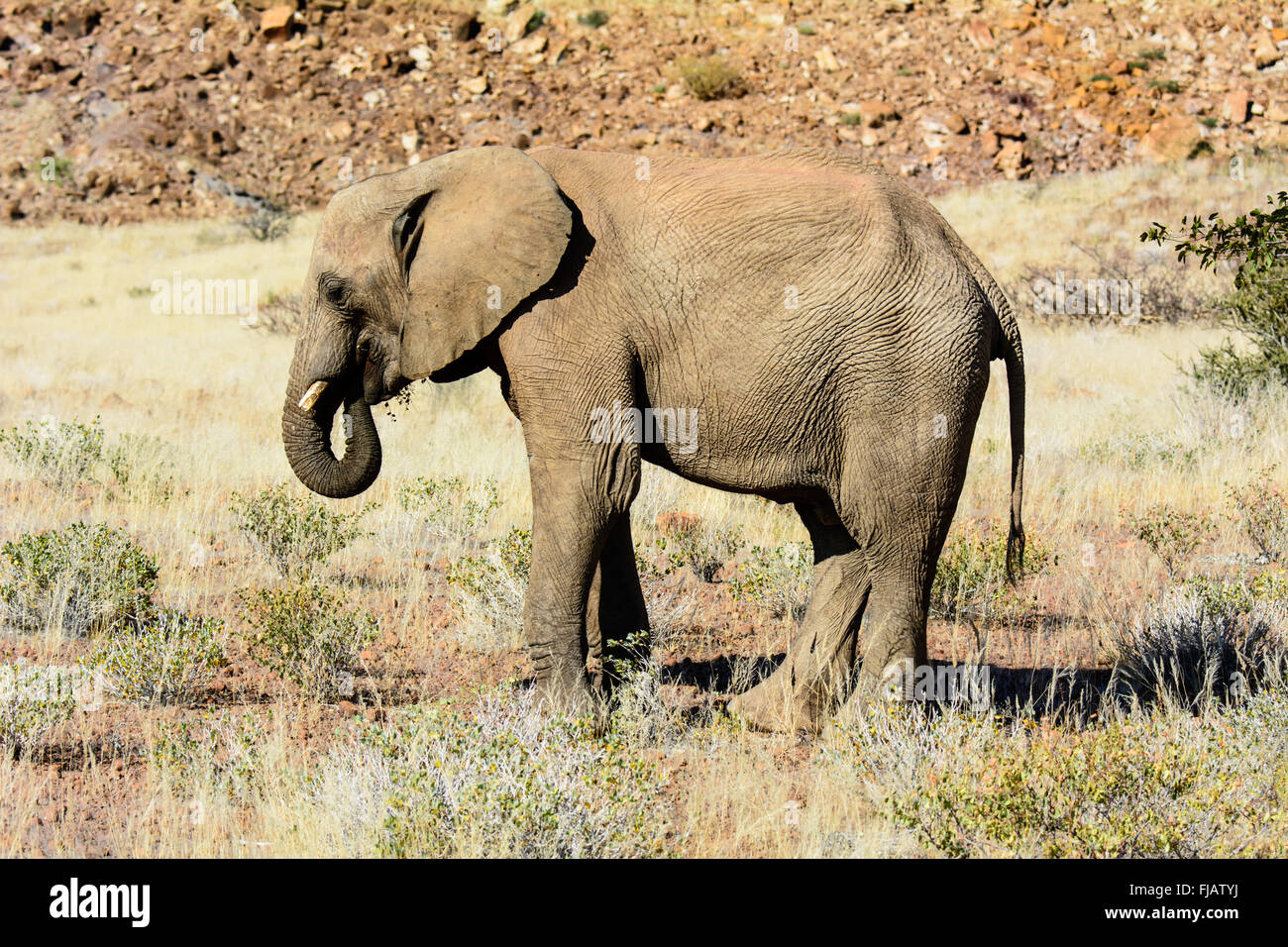 L'éléphant du désert en Namibie Banque D'Images