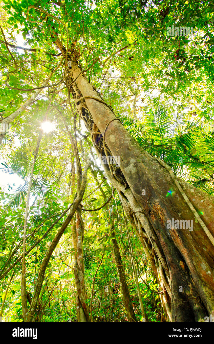 Figue ou vigne Stronger, parc national de Khao Yai - partie du complexe forestier Dong Phayayen-Khao Yai protégé par l'UNESCO, Nakhon Ratchasima, Thaïlande Banque D'Images