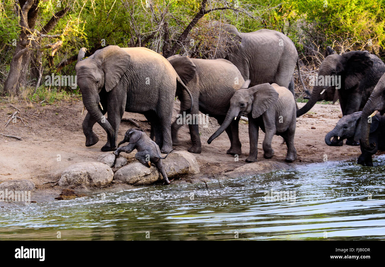 Bébé éléphant qui luttent pour sortir de l'eau Banque D'Images