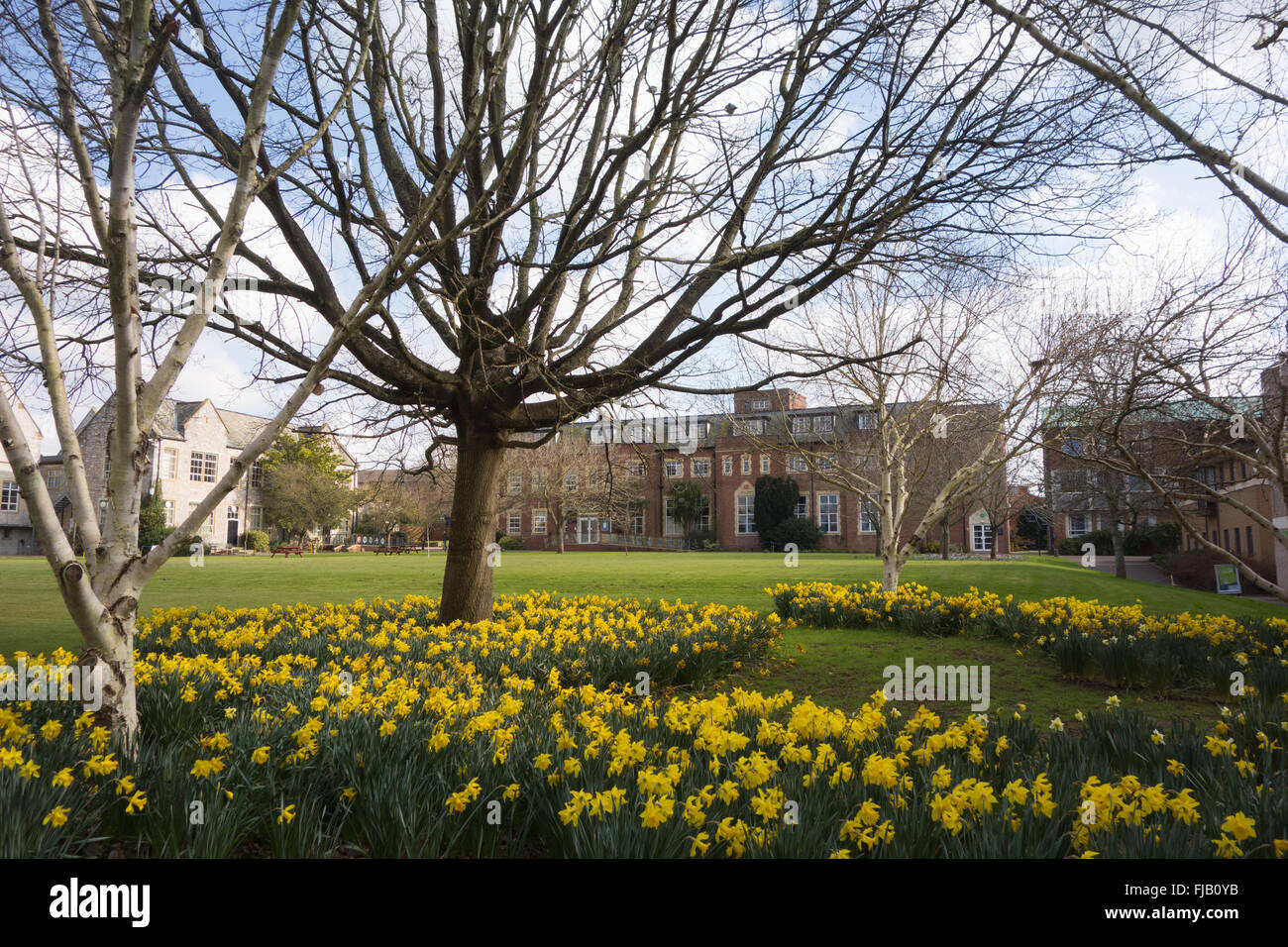 L'Université d'Exeter St Luke's Campus - à la recherche sur les pelouses de l'édifice de la bibliothèque vers le quadrangle Banque D'Images