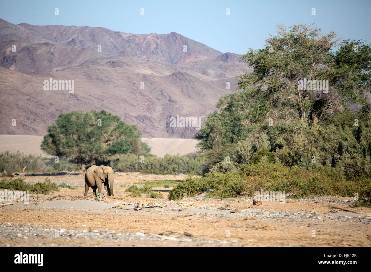 L'éléphant du désert, la Namibie. Banque D'Images