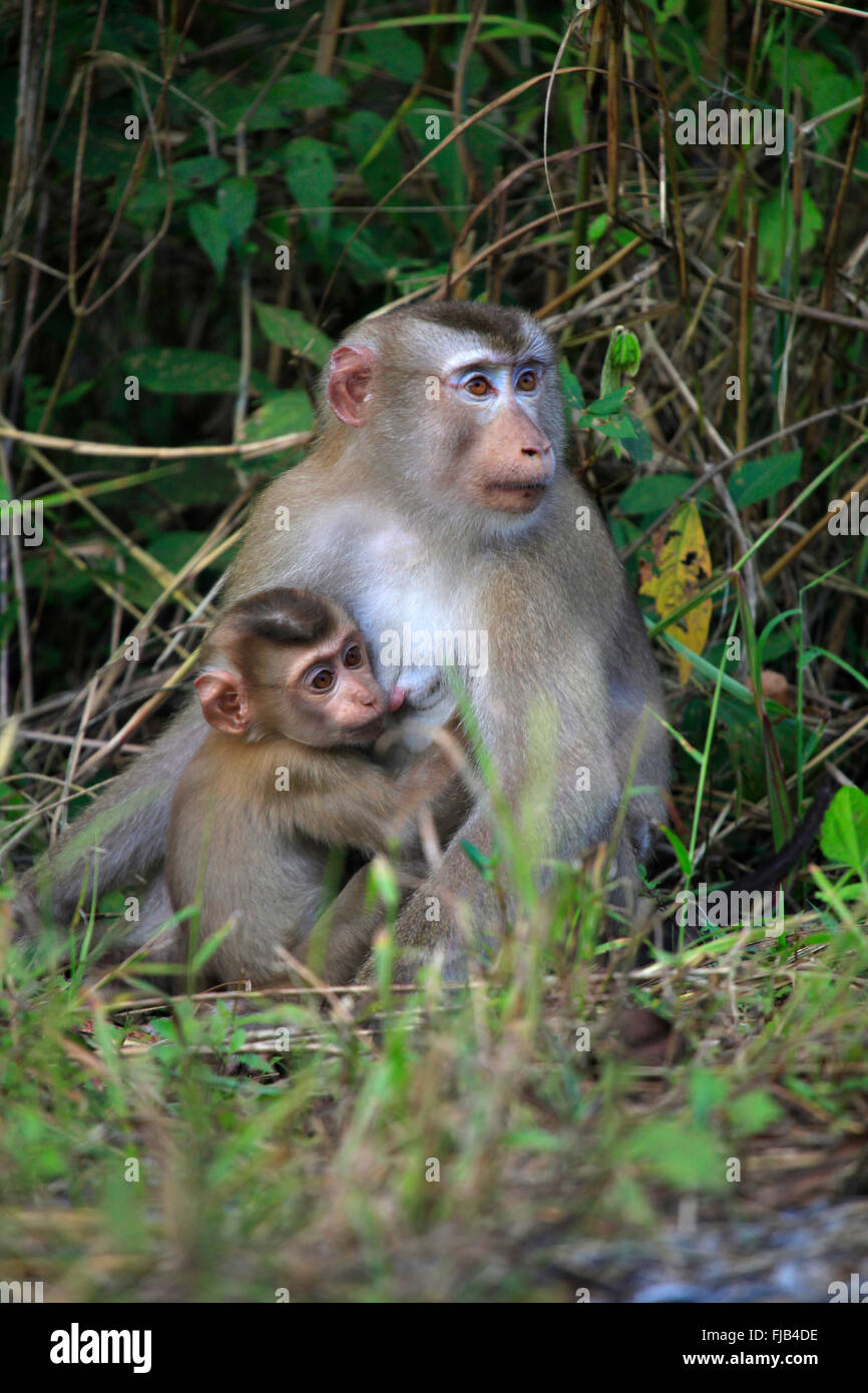 Porc nord-tailed macaque (Macaca leonina) et bébé dans le parc national Khao Yai, Thaïlande Banque D'Images